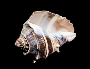 Detailed Whelk Shell with a Spiked, Spiral Shape