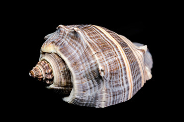 Detailed Whelk Shell with a Spiked, Spiral Shape