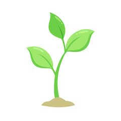 green plant isolated on white background