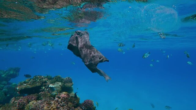 Old torn black plastic bag with Translucent Colonial Pyrosoma drifts over top of coral reef in turquoise water background, tropical fishes swims nearby, Slow motion, Plastic pollution of Ocean