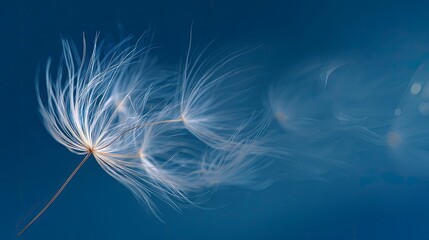 White dandelion seeds blowing in wind