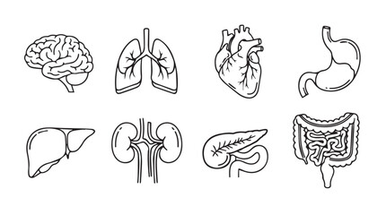 Collection of human organ illustrations in a distinctive sketch silhouette style © MstMili