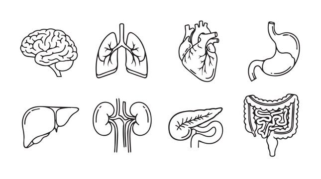 Collection of human organ illustrations in a distinctive sketch silhouette style