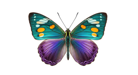 Isolated beautiful butterfly with turquoise and purple wings, perfect symmetry, vibrant colors