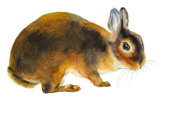 Bunny/ Portrait broun decorative rabbit. Watercolor hand drawn illustration