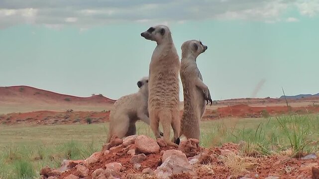 group of free living meerkats or suricates with babies assemble on lookout, nervous looking around 11.2