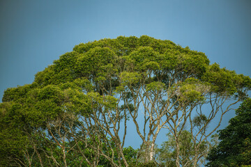 trees in the forest