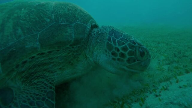 Close up of Sea turtle grazing on the seabed at sunset, Slow motion of Great Green Sea Turtle, Chelonia mydas on the bottom eats Smooth ribbon seagrass, Cymodocea rotundata in evening light