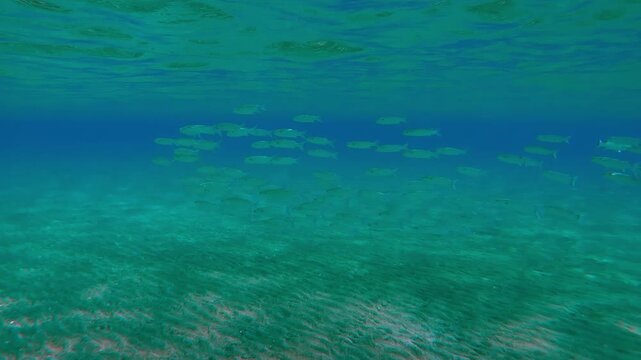 A lot of Mullets floats in turquoise water column under surface and over sandy botom in sunlight, Slow motion of school of Mullet fish, Mugilidae swims in the blue water column