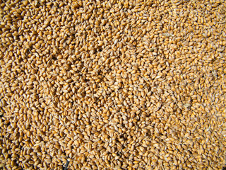wheat grain grains kernels closeup macro background