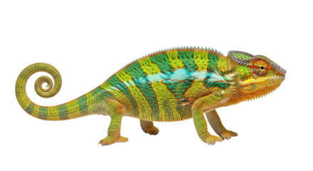 Isolated Colorful Panther Chameleon Chamaeleo Pardalis Reptile Madagascar Portrait View