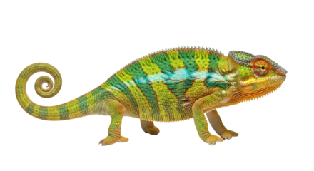 Fotobehang Kameleon Isolated Colorful Panther Chameleon Chamaeleo Pardalis Reptile Madagascar Portrait View  © Emil