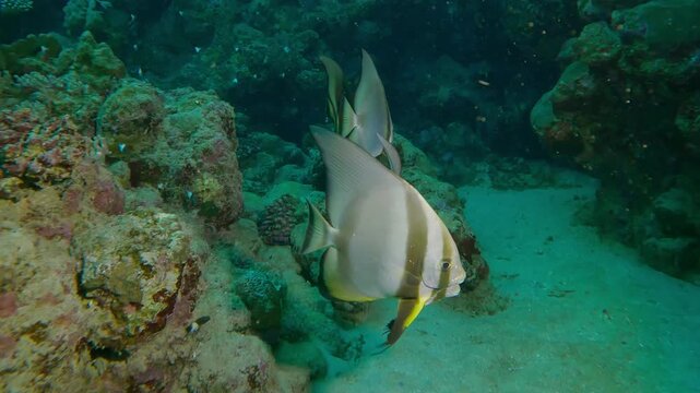 Group of Spadefish floats over seabed near a coral reef, Slow motion of Orbicular Batfish, Platax orbicularis swim above bottom