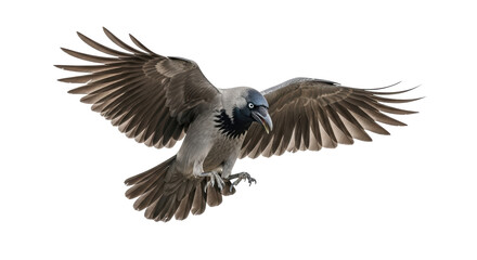 Isolated bird in flight showing feathers spreading with wings in air and landing