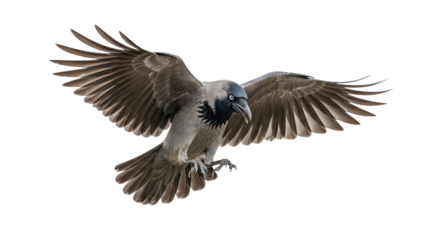 Isolated bird in flight showing feathers spreading with wings in air and landing