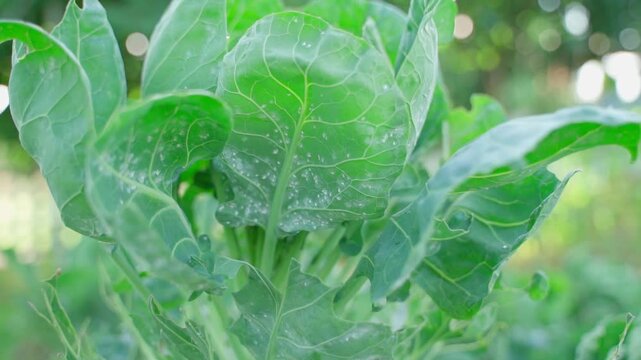 Small white flies on Brussels sprout leaves, close-up. Vegetable pests