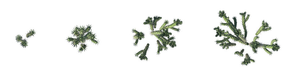 Cut out top view cactus desert plants collection on transparent backgrounds. High quality 3d rendering. png format  © Everythingsyouneed