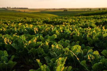 Sunlit sugar beet field at sunset in rural farmland landscape