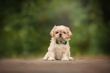Cream Shih Tzu puppy in a tiny bow tie with a happy face exploring the world on his first walk
