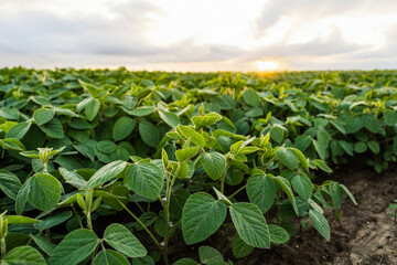 Soybean field under cloudy sky with bright sunset horizon