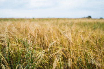 Golden wheat and barley ears close up on agricultural farmland under summer sky