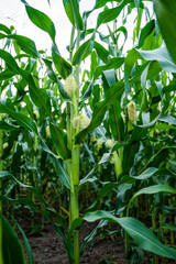 Corn stalks with silk ears growing tall in green farmland during summer season