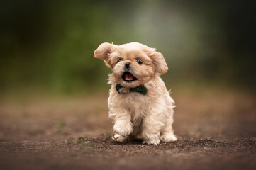 Cream Shih Tzu puppy in a tiny bow tie with a happy face exploring the world on his first walk