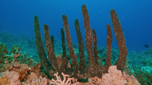 Close-up, Camera approaching the Erect Sponge on coral reef on the deep at sunset, Slow motion of Erect Rope Sponge, Hyrtios erectus on corals seabed