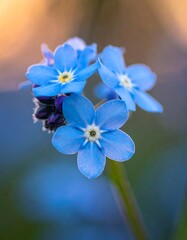 Close-up of forget-me-nots at sunset