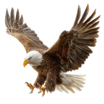 bald eagle flying spread wings hunting attack pose isolated on white background