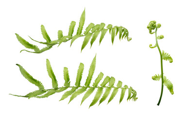 green fern leaf isolated on white background