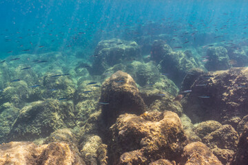 Sunlight filters through the turquoise water, illuminating a school of fish swimming above a rocky reef on the French Riviera.