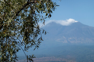 Close-up of an olive tree branch with green olives, with the smoking Mount Etna volcano in the background in Sicily, Italy.