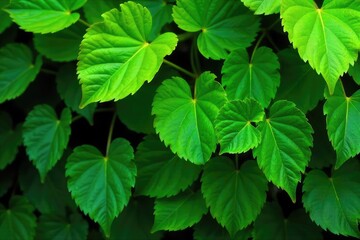 Vibrant green leaves on a lush, verdant background, illustrating sustainable living and environmental consciousness  Perfect for eco-friendly brands and projects promoting nature  ,  foliage,  flora