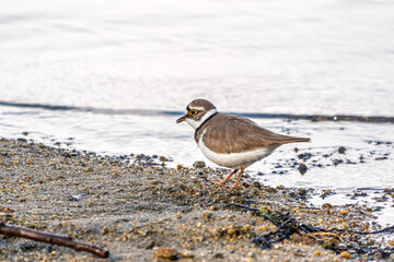 Little ringed plover (Charadrius dubius), bird standing on the lake shore