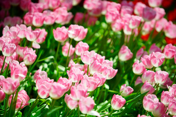 Beautiful Pink Tulips Blooming in a Lush Green Garden Setting