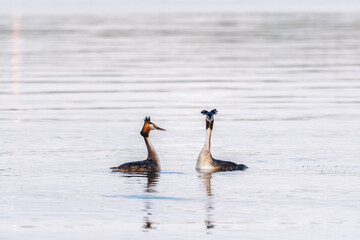 Mating games of two water birds Great Crested Grebes. Two waterfowl birds Great Crested Grebes swim in the lake with heart shaped silhouette
