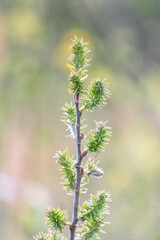 Nature awakes in spring. Blooming willow twigs and furry willow-catkins, so called seals or cats. Holly willow, Salix caprea, is a national symbol of Ukraine.