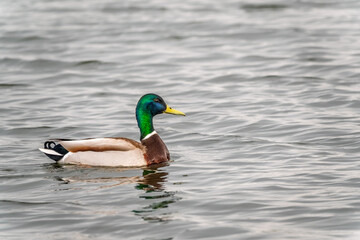 Duck swims in the pond.