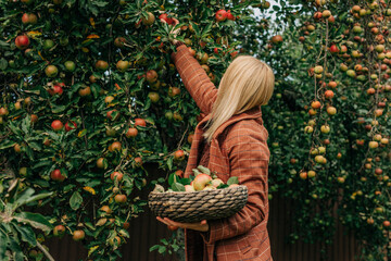 young European woman in a vintage brown wool blazer stands on a wooden ladder, carefully selecting and picking a ripe apple
