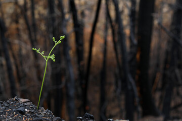 New growth sprouts after 