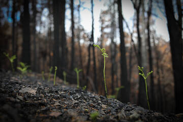 New growth sprouts after 