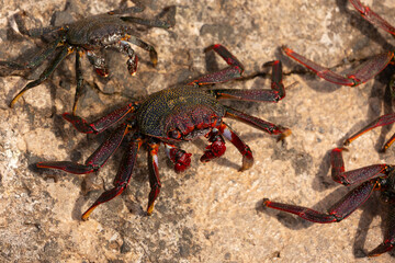 Red rock crab