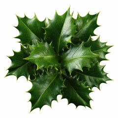 Fototapeta premium Green holly leaves with spiny edges and glossy texture isolated on transparent background