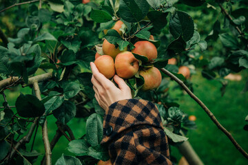young European woman in a stylish vintage brown wool coat reaches up to pick a ripe apple from a tree
