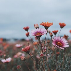Close-up of wildflowers, soft pastel colors