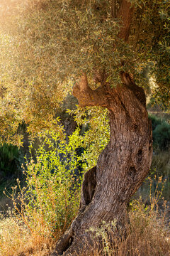 Ancient olive tree trunk with textured bark illuminated by warm sunlight in Terra Alta countryside near Horta de San Juan Catalonia Spain Mediterranean rural heritage