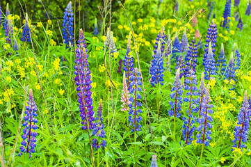blue and yellow meadow flowers in summer on the meadow