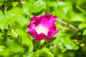 rose hip flower in summer close up
