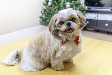 Cute Shih Tzu dog - 9